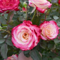 White Lies™ Rose Shrub -Blooming Yard White Lies Rose 2
