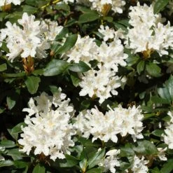 White Rhododendron -Blooming Yard White Rhododendron 2 FGT