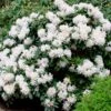 White Rhododendron -Blooming Yard White Rhododendron FGT 600x600 2e6f5762 d561 4abf be22 376d963cbe0f