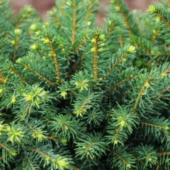 White Spruce Tree -Blooming Yard White Spruce Tree 3 FGT