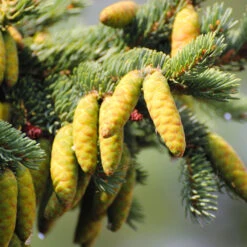 White Spruce Tree -Blooming Yard White Spruce Tree 4