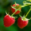 Willamette Red Raspberry Bush -Blooming Yard Wiliamette Raspberry FGT 600x600 f266ea61 ef46 4719 9b73 2def5407c6b2