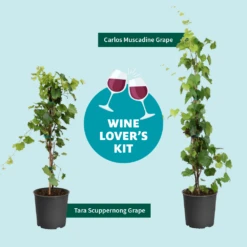 Tara Scuppernong Grape -Blooming Yard Wine Lovers Kit Graphic 301366c6 ebcf 4d94 ad77 06f0e938ca39