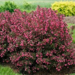 Wine & Roses® Weigela Shrub -Blooming Yard Wine and Roses Weigela 2 FGT