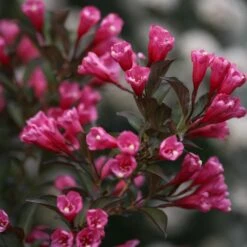 Wine & Roses® Weigela Shrub -Blooming Yard Wine and Roses Weigela 3 FGT