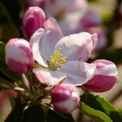 Winesap Apple Tree -Blooming Yard Winesap Apples 3