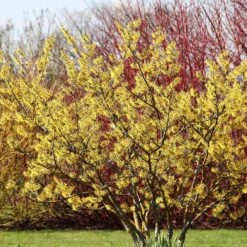 Common Witch Hazel Shrub 10 Common Witch Hazel Shrub -Blooming Yard Witch Hazel 6