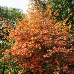 Common Witch Hazel Shrub 12 Common Witch Hazel Shrub -Blooming Yard Witch Hazel 7
