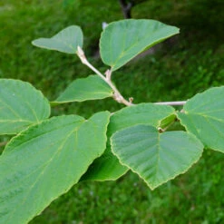 Diane Witch Hazel Shrub -Blooming Yard Witch Hazel Diane 2
