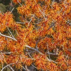 Jelena Witch Hazel Shrub -Blooming Yard Witch Hazel Jelena 1