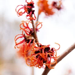 Jelena Witch Hazel Shrub -Blooming Yard Witch Hazel Jelena 2