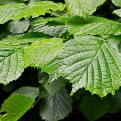 Jelena Witch Hazel Shrub -Blooming Yard Witch Hazel Jelena 4