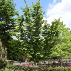 Jelena Witch Hazel Shrub -Blooming Yard Witch Hazel Jelena 6