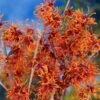 Jelena Witch Hazel Shrub -Blooming Yard Witch Hazel Jelena 600x600jpg