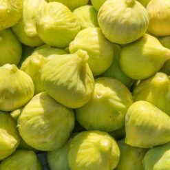 Yellow Fig Tree -Blooming Yard Yellow Fig 1