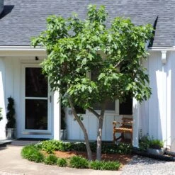 Yellow Fig Tree -Blooming Yard Yellow Fig 5