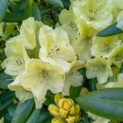 Yellow Rhododendron -Blooming Yard Yellow Rhododendron 2 FGT