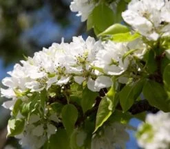 Yoinashi Asian Pear Tree 7 Yoinashi Asian Pear Tree -Blooming Yard Yoinashi Asian Pear 1