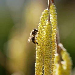 York Filbert Hazelnut 13 York Filbert Hazelnut -Blooming Yard York Hazelnut 2