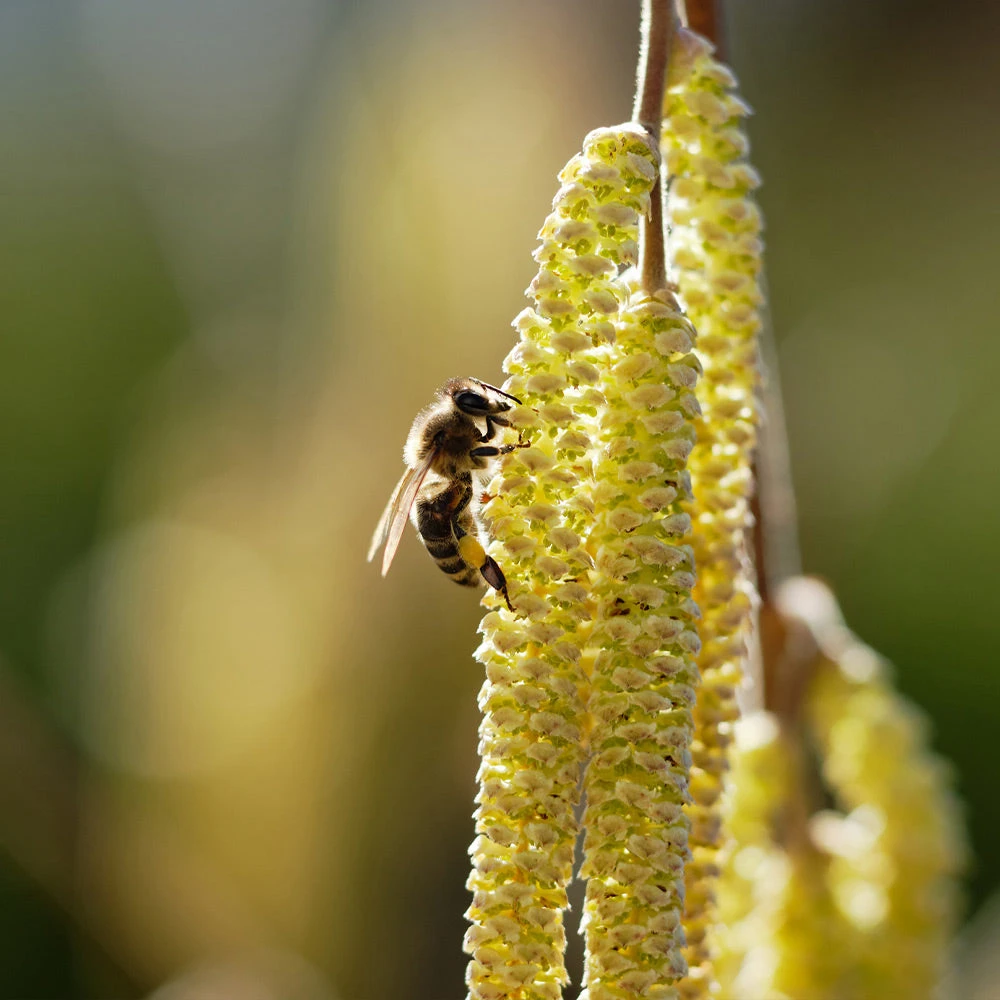 York Filbert Hazelnut 8 York Filbert Hazelnut - Image 6