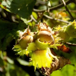 York Filbert Hazelnut 10 York Filbert Hazelnut -Blooming Yard York Hazelnut 3