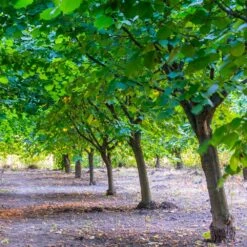 York Filbert Hazelnut 11 York Filbert Hazelnut -Blooming Yard York Hazelnut 4