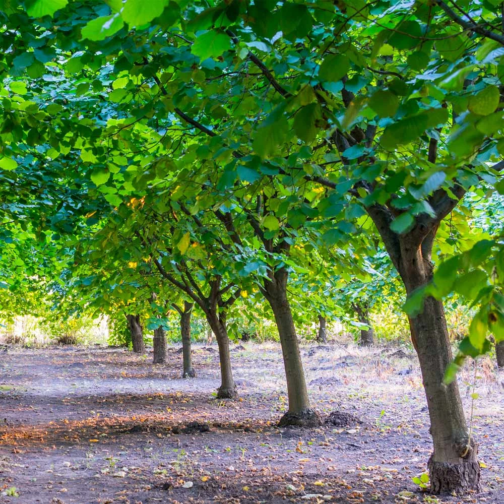 York Filbert Hazelnut 6 York Filbert Hazelnut - Image 4