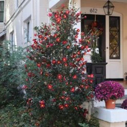 Yuletide Camellia -Blooming Yard Yuletide Camellia 4 BB