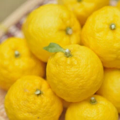 Yuzu Tree -Blooming Yard Yuzu Citrus 1 FGT