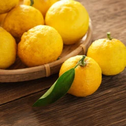 Yuzu Tree -Blooming Yard Yuzu Citrus 3 FGT