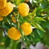 Yuzu Tree -Blooming Yard Yuzu Citrus FGT 600x600 f4fe55aa 8325 4d58 8b4b 8490fdfe6633