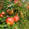 Zestar Apple Tree -Blooming Yard Zestar Apple FGT 600x600 33124e32 4de1 4553 9173 3ff4b1b2002f