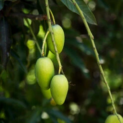 Condo Mango Tree -Blooming Yard condo mango 3