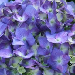 Let's Dance® Blue Jangles Hydrangea Shrub -Blooming Yard hydrangea lets dance blue jangles 3