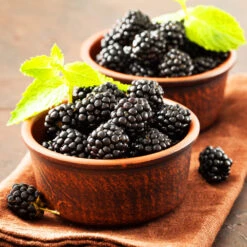 Kiowa Blackberry Bush -Blooming Yard kiowa blackberry 3