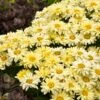 Amazing Daisies® ‘Banana Cream II’ Shasta Daisy -Blooming Yard leucanthemum amazing daisies banana cream 600x600 531c4232 61e9 4bcb 9c95 8a26da3c59e2