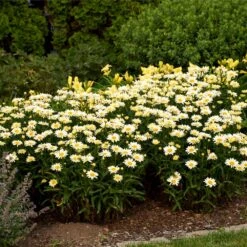 Amazing Daisies® ‘Banana Cream II’ Shasta Daisy -Blooming Yard leucanthemum amazing daisies banana cream ii 3