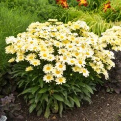 Amazing Daisies® ‘Banana Cream II’ Shasta Daisy -Blooming Yard leucanthemum amazing daisies banana cream ii gal