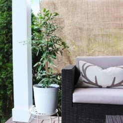 Miracle Berry Plant 10 Miracle Berry Plant -Blooming Yard mIRACLE bERRY 4 FGT