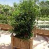 Miracle Berry Plant -Blooming Yard mIRACLE bERRY FGT