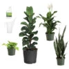 New Apartment House Plant Kit -Blooming Yard new apartment 600x600 69fe138b a539 4040 9046 311493f7657f