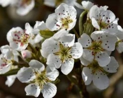 Olympic Giant Asian Pear Tree -Blooming Yard olympic pear 450 1