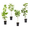 Citrus Tree Variety Kit 1 Citrus Tree Variety Kit -Blooming Yard pkg 1 Mey Persian Lime Calomon Navel 1 2 1QT 600x600 508a9d8f 9614 4768 bd25 466123650312