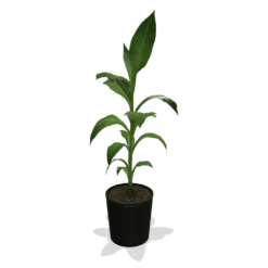 Cold Hardy Banana Tree -Blooming Yard products 0759c65d 800b 498b b0a2 d9fb8d8c790e