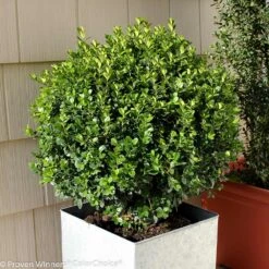 Sprinter® Boxwood Shrub -Blooming Yard sprinter boxwood 2 FGT