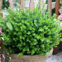 Sprinter® Boxwood Shrub -Blooming Yard sprinter boxwood 3