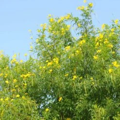 Sundance Tecoma 9 Sundance Tecoma -Blooming Yard tECOMA sTANS sUNDANCE 1