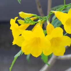 Sundance Tecoma 8 Sundance Tecoma -Blooming Yard tECOMA sTANS sUNDANCE 3