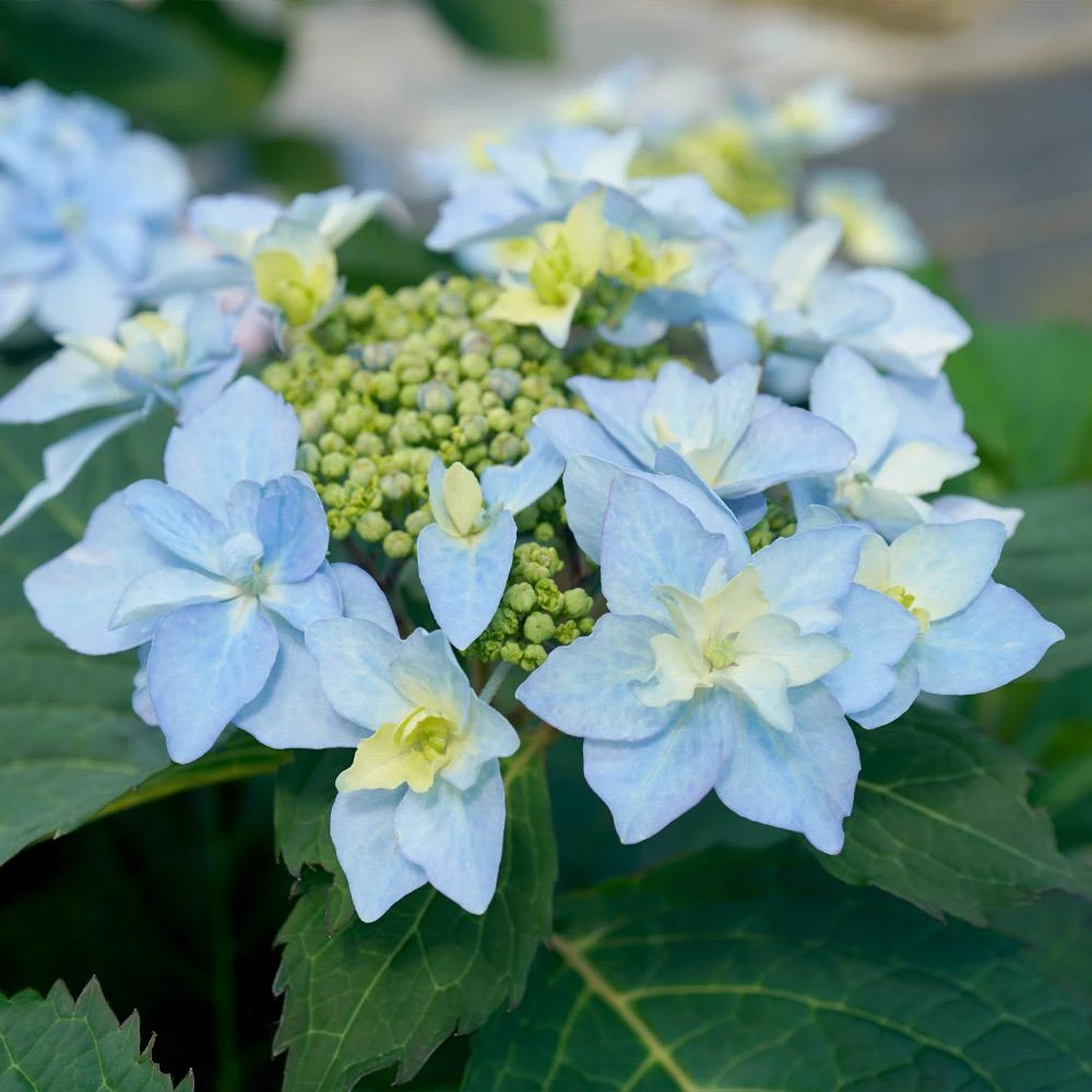 Tuff Stuff Ah-Ha® Hydrangea Shrub 6 Tuff Stuff Ah-Ha® Hydrangea Shrub - Image 4