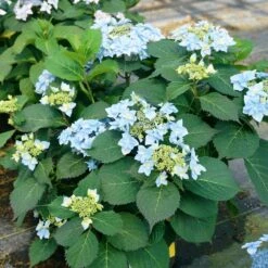 Tuff Stuff Ah-Ha® Hydrangea Shrub 13 Tuff Stuff Ah-Ha® Hydrangea Shrub -Blooming Yard tuff stuff ah ha hydrangea 4